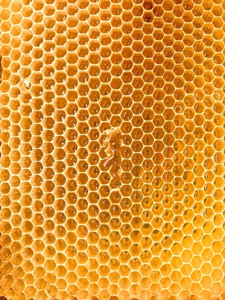 The Hidden Crisis in Your Backyard: Why America Can’t Produce Organic Honey